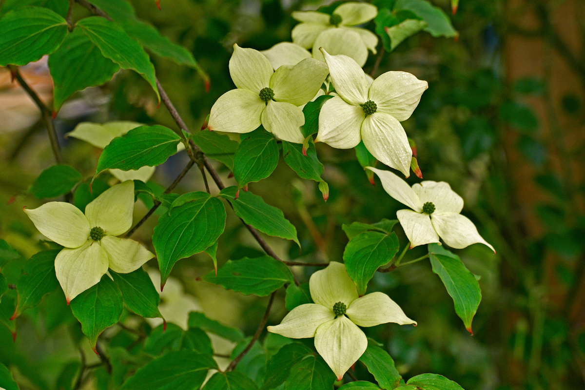 Blommor och blad av blomsterkornell