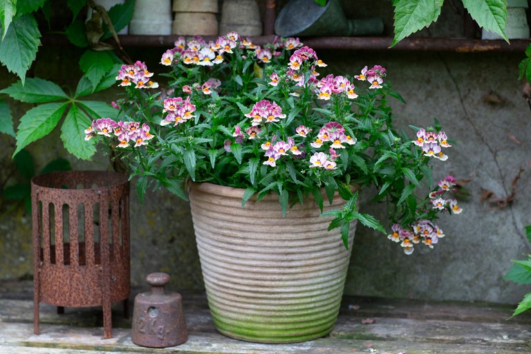 Nemesia med lila-vita blommor i en räfflad keramikruka på en trähylla bredvid en metalllykta.