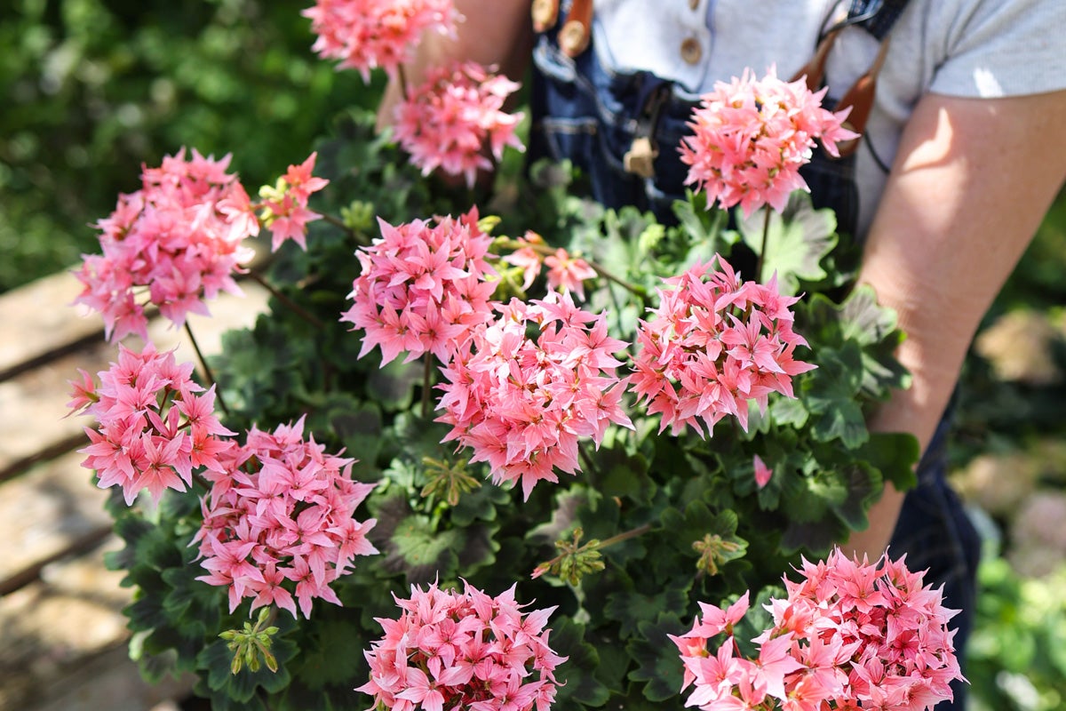 Närbild av en person som håller en krukväxtpelargon med blommor.