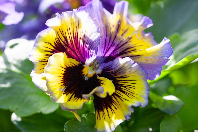 Närbild av en gul-lila penséblomma