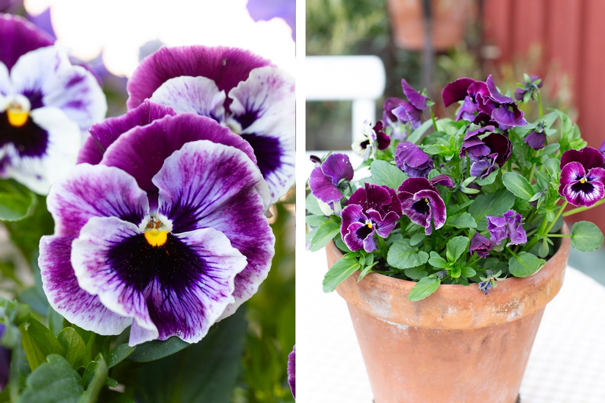 Penséer i en kruka på ett bord