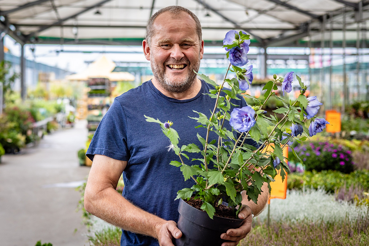 En man håller en hibiskus i kruka i ett trädgårdscenter