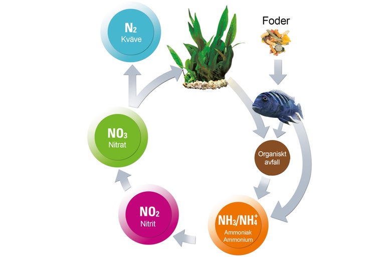 Kvävecykel i akvarium med fiskmat, fiskar, växter, nitrat, nitrit, ammoniak, ammonium och organiskt avfall