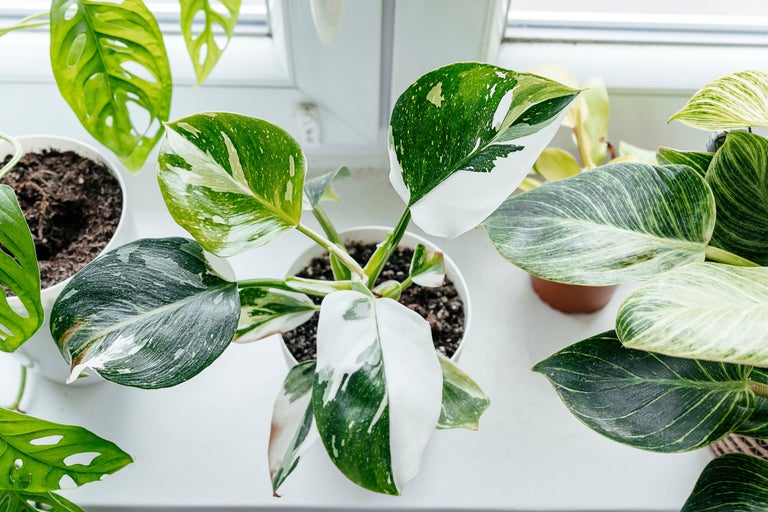 Inomhusväxter i krukor på fönsterbrädan