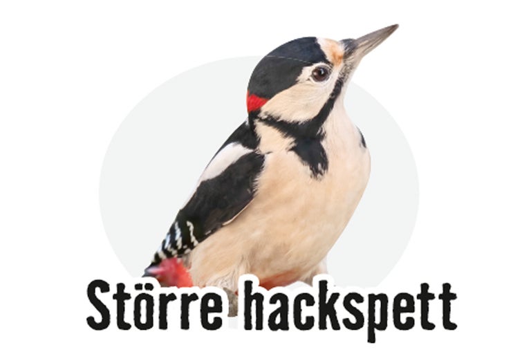 Närbild av en större hackspett