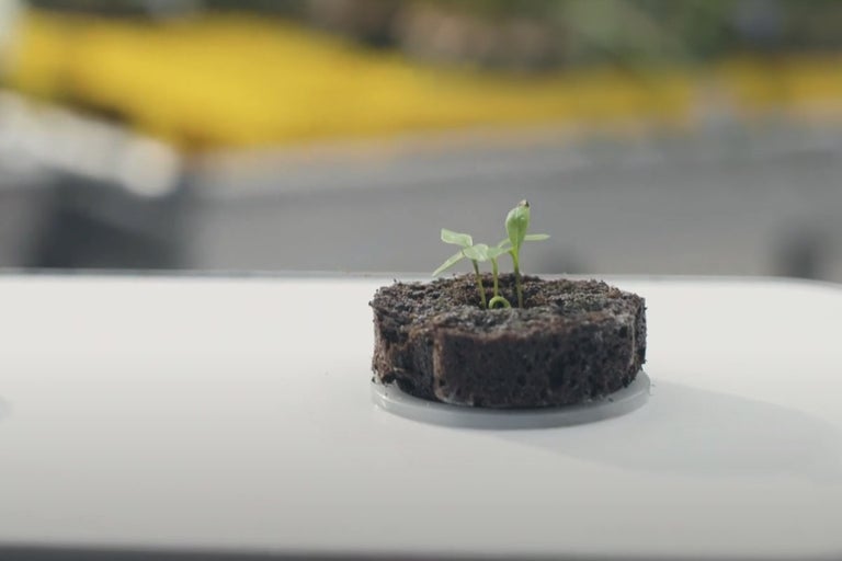 Odlaingskub med groddplanta på en ljus yta