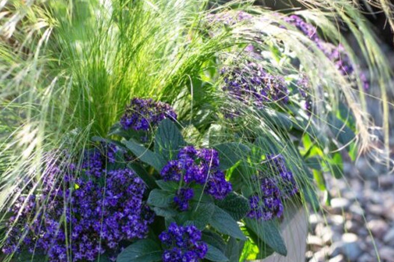 Blomsterarrangemang med gräs och lila blommor