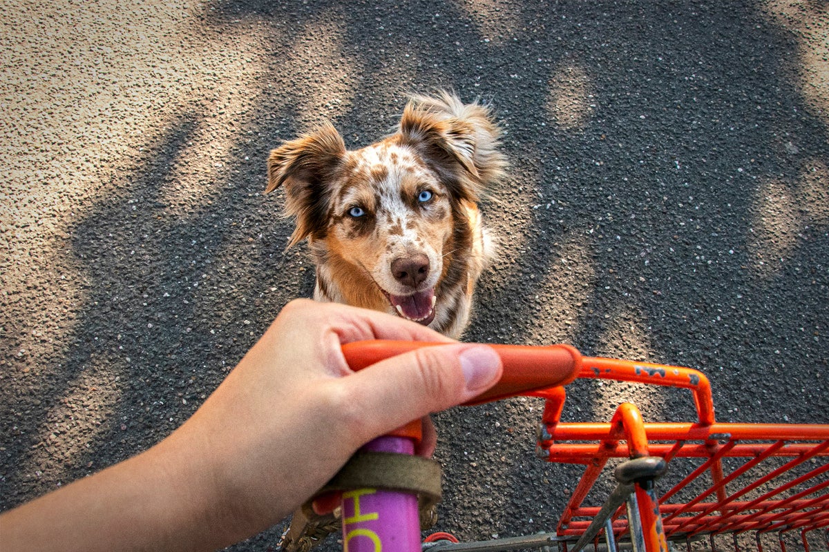 Vinkelvy ovanifrån av en hund och en kundvagn