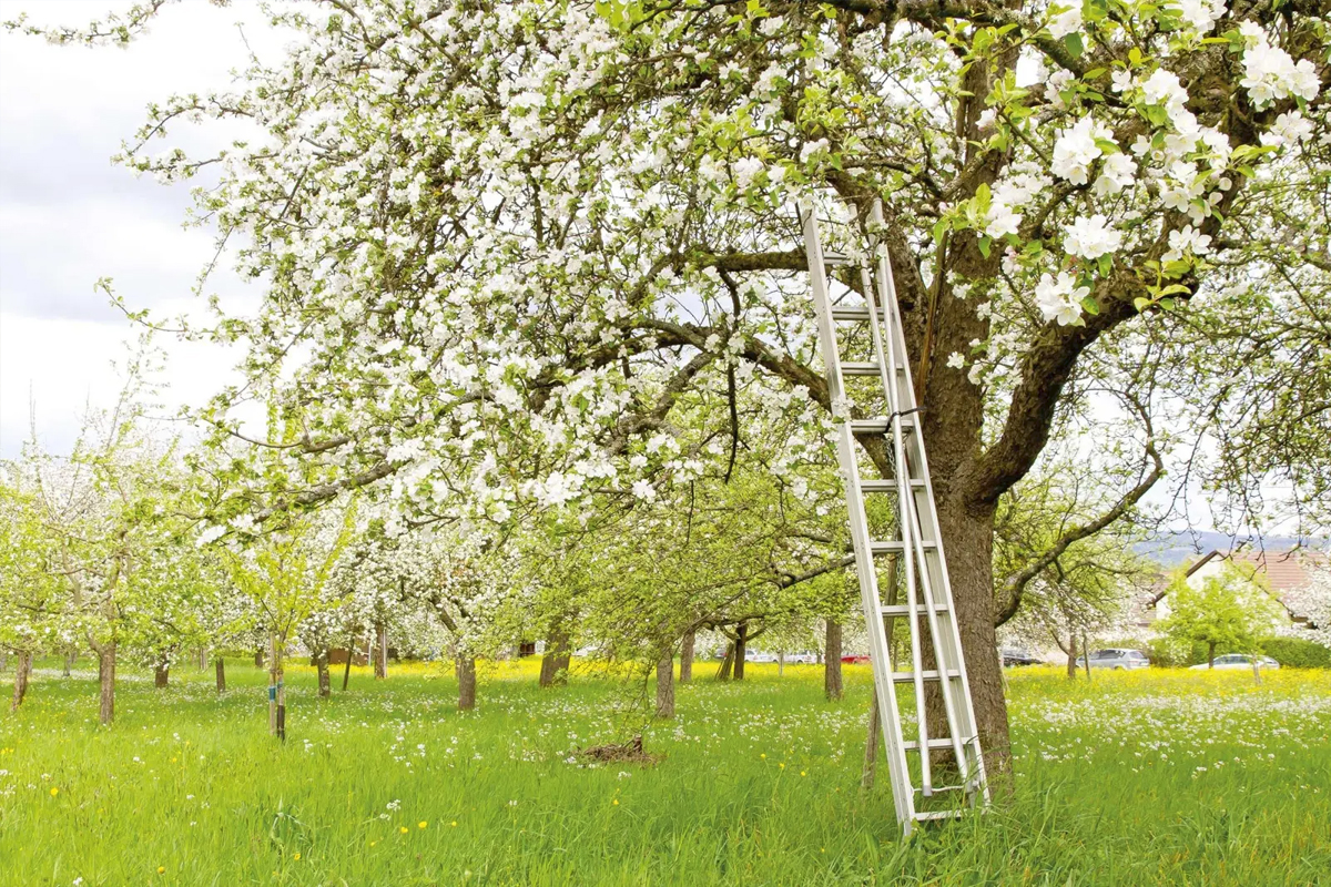 En stege står lutad mot ett blommande fruktträd i en fruktträdgård.