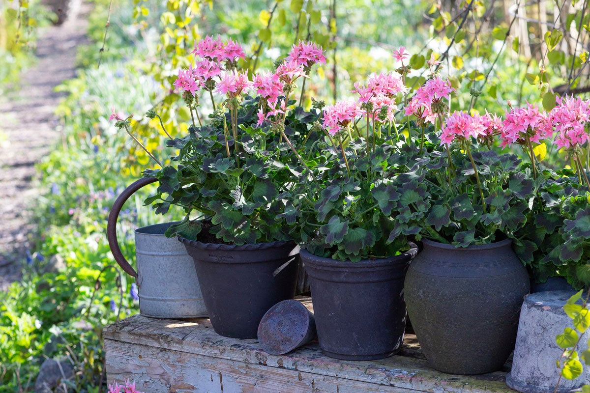 Arrangemang med pelargoner i krukor på en träbänk i trädgården.
