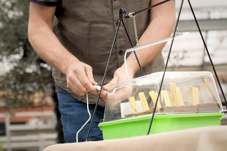 Person ansluter en växtlampa ovanför ett miniväxthus.