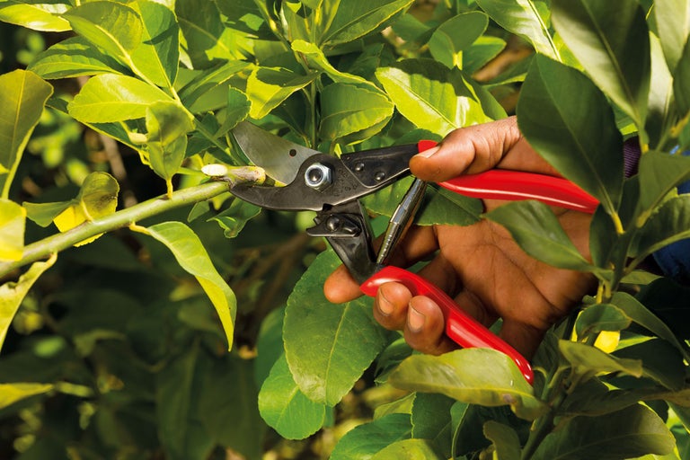 Trädgårdsarbete: En hand beskär en gren med en sekatör.