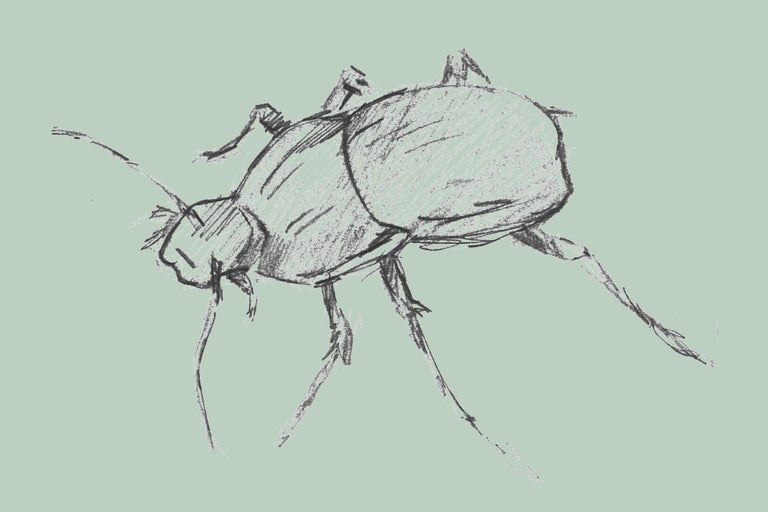 Skiss av en skalbagge