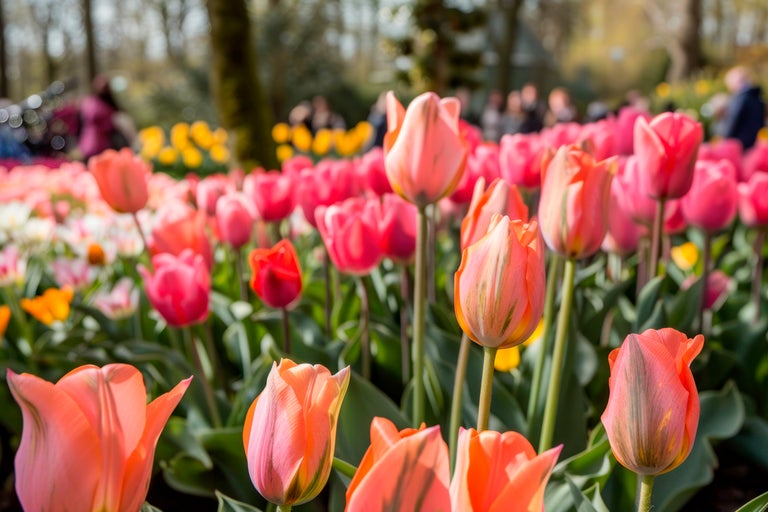 Närbild av rosa och röda tulpaner i en trädgårdsbädd