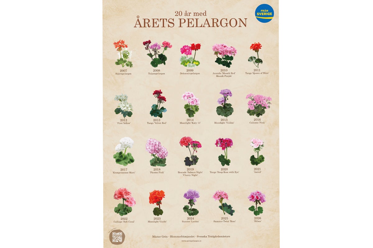 Bild av olika pelargonsorter med årtal