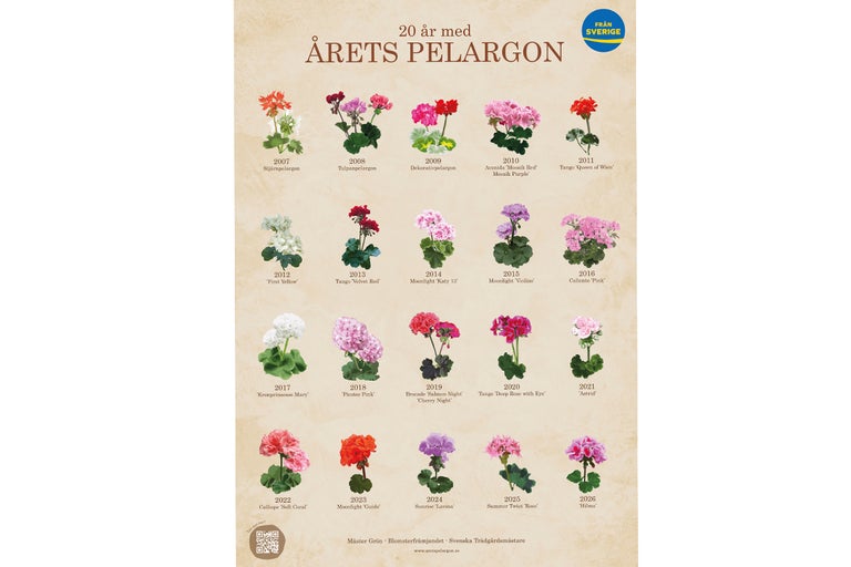 Bild av olika pelargonsorter med årtal