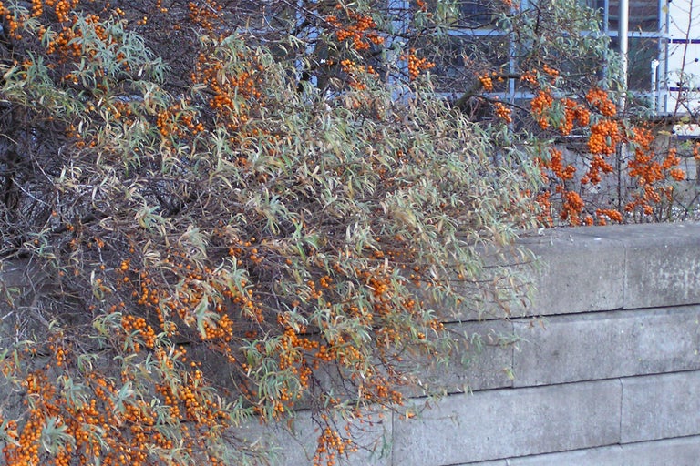 Havtorn buske med orange bär mot en betongvägg