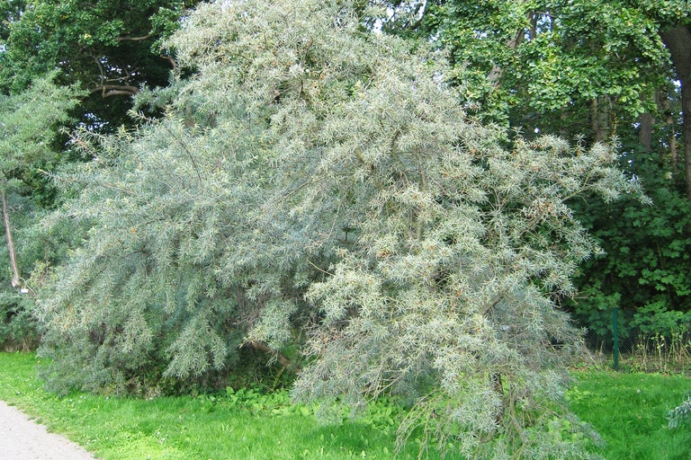 Rysk oliv i trädgården