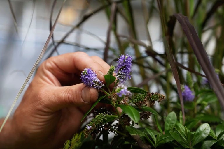 Hand håller Veronica-blomma, trädgårdsväxt