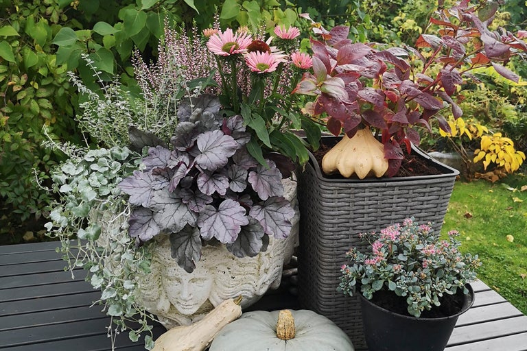 Dekorativ höstplantering med olika växter och pumpor i olika planteringskärl på ett bord