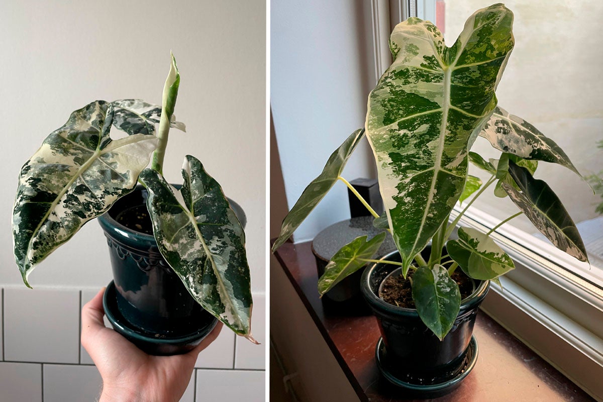 Alocasia Frydek krukväxt i en kruka