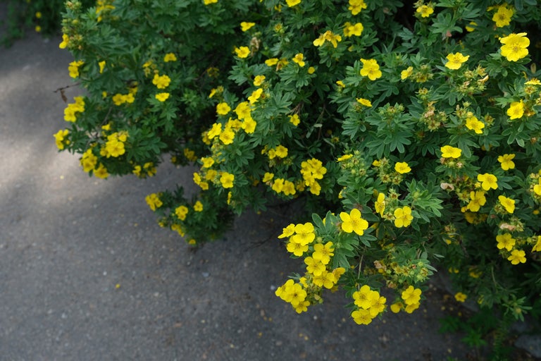 Gult blommande buske i trädgården.