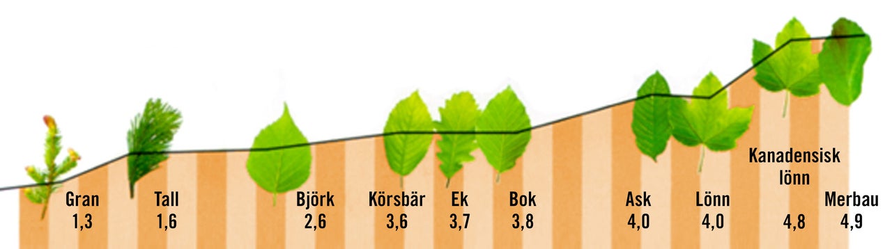 Grafik över olika träslag med tillhörande trädblad