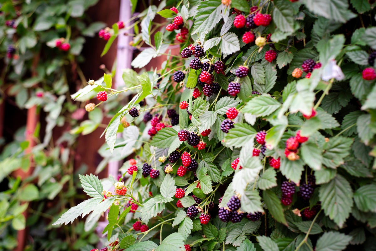 Björnbärsbuske med mogna och omogna frukter