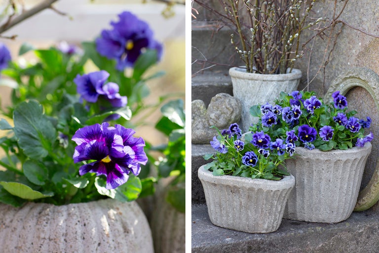 Närbild av violer i planteringskärl, en dekorativ trädgårdsdesignidé.