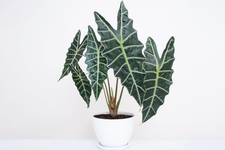 Alocasia krukväxt i en vit kruka