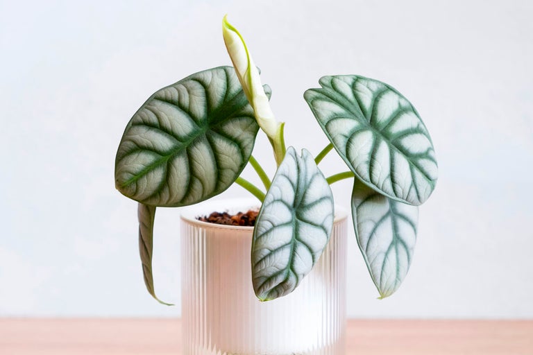 Alocasia Silver Dragon krukväxt i kruka