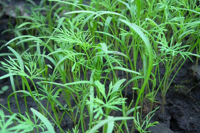 Närbild av dillplantor i trädgården