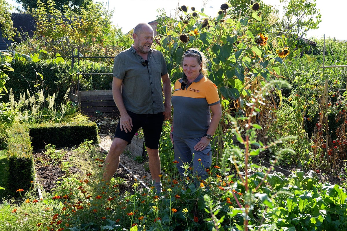 Trädgårdsvy med två personer bland blommor, solrosor och tomatplantor.