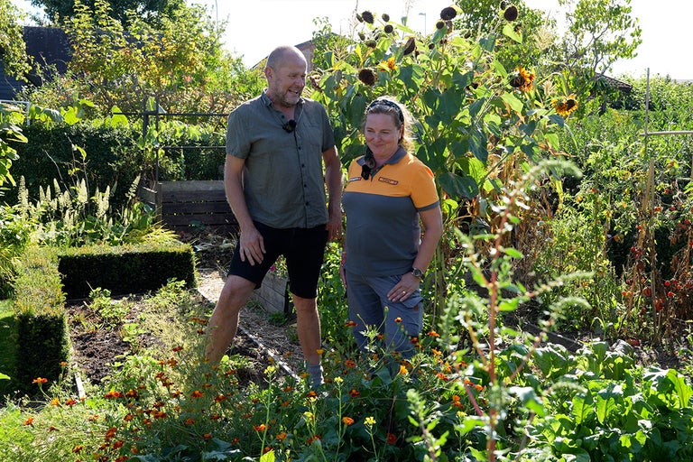Trädgårdsvy med två personer bland blommor, solrosor och tomatplantor.