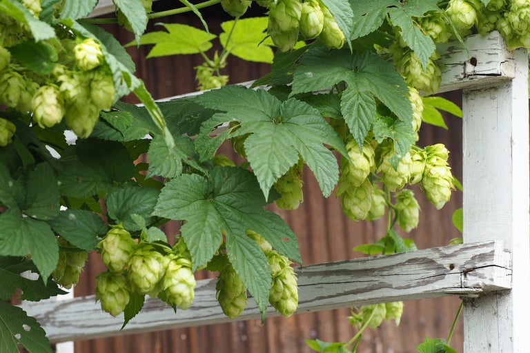 Humleplanta med blad och blommor på träkonstruktion