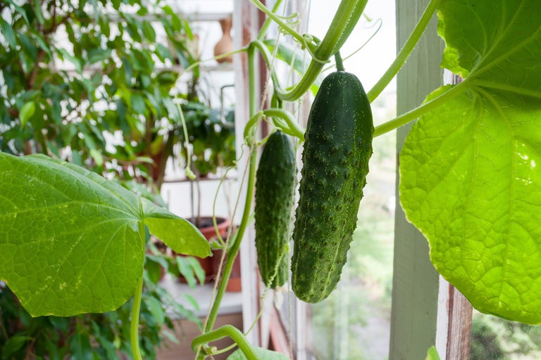 Närbild av två gurkor som växer på en växt