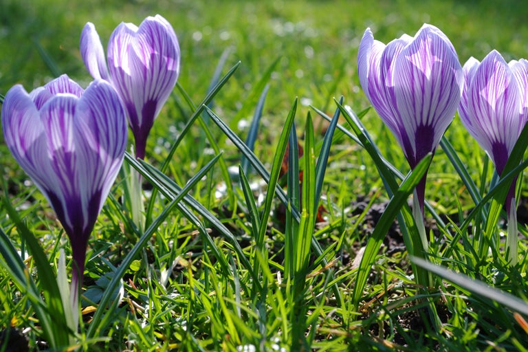 Närbild av krokusar i gräset