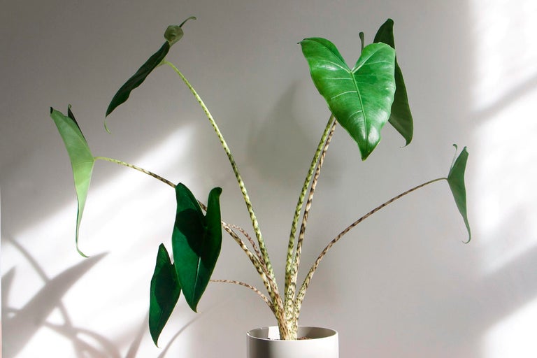 Alocasia Zebrina krukväxt i kruka