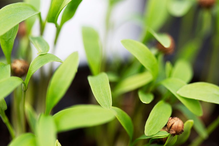 Närbild av koriandergroddar