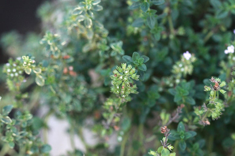 Närbild av blommande timjan