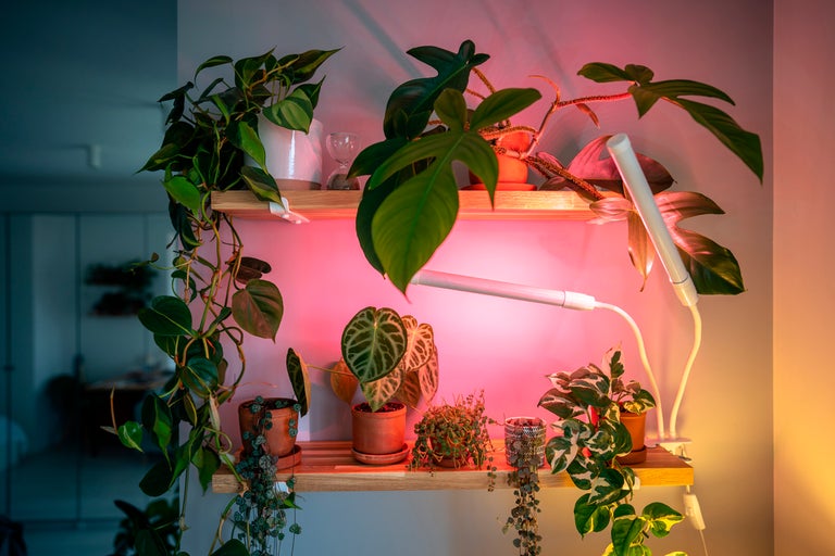 Hylla med olika krukväxter och växtlampor
