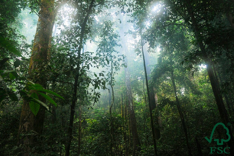 Utsikt över en tät skog med FSC-sigill för ansvarsfullt skogsbruk