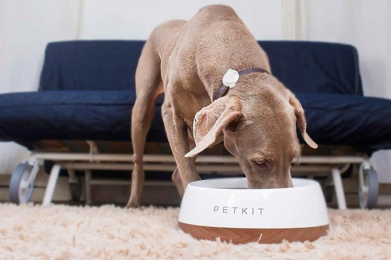 Hund äter ur en Petkit matskål