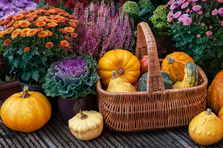Dekorativa pumpor och höstblommor arrangerade i en korg