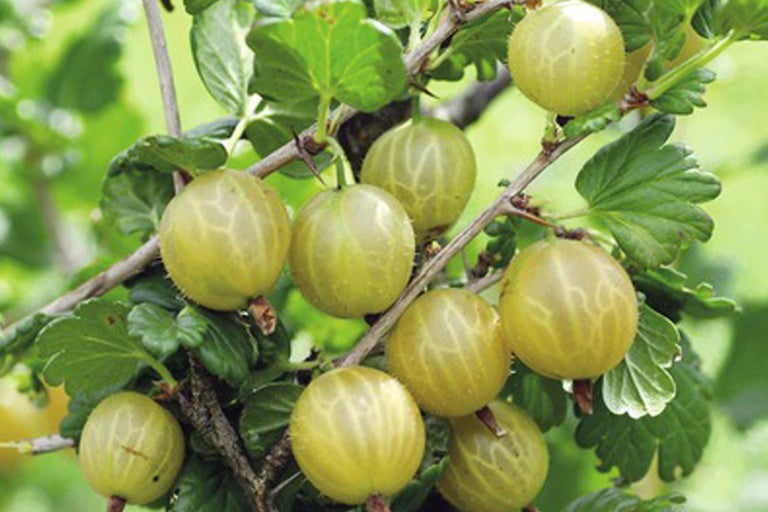 Mogna krusbär på busken med blad