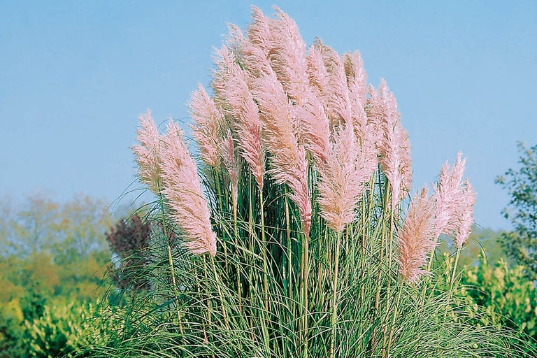 Pampasgräs i trädgården