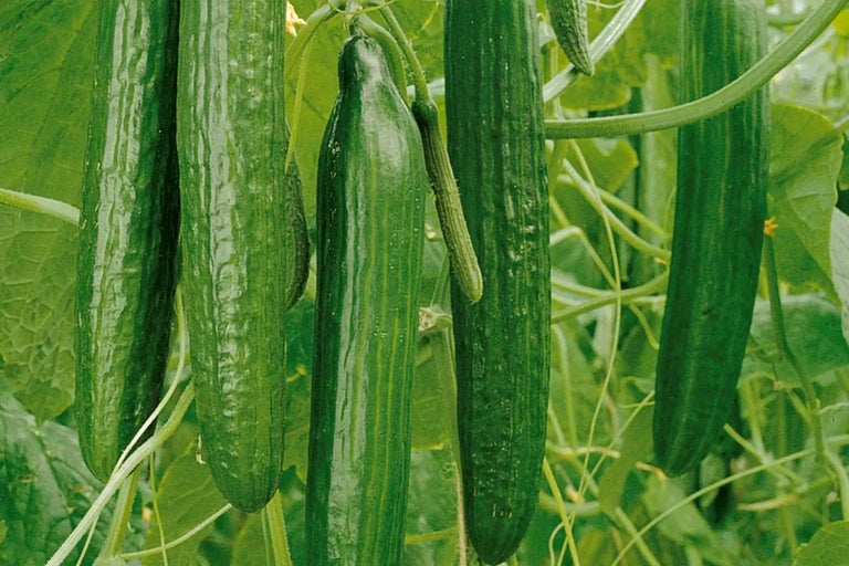 Gurkväxt med mogna salladsgurkor