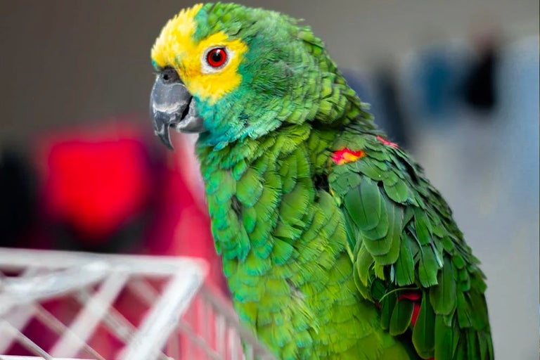 Porträtt av en grönkindad parakit med ett gult huvud