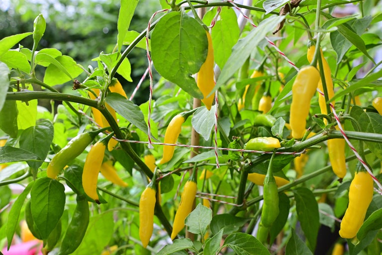 Gula chilipeppar växer på en planta.