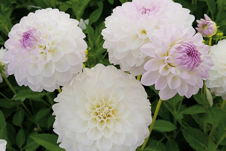 Närbild av vita dahliablommor i en rabatt